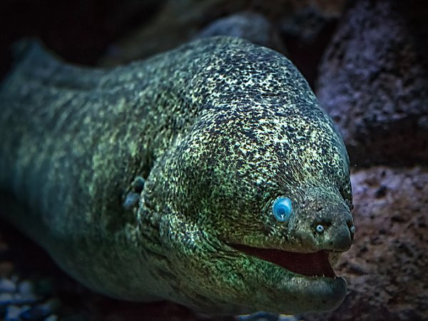 california moray eel