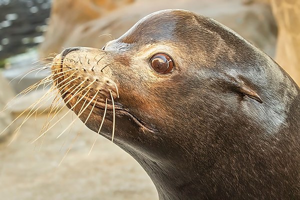 Close-up of sea lion looking to left