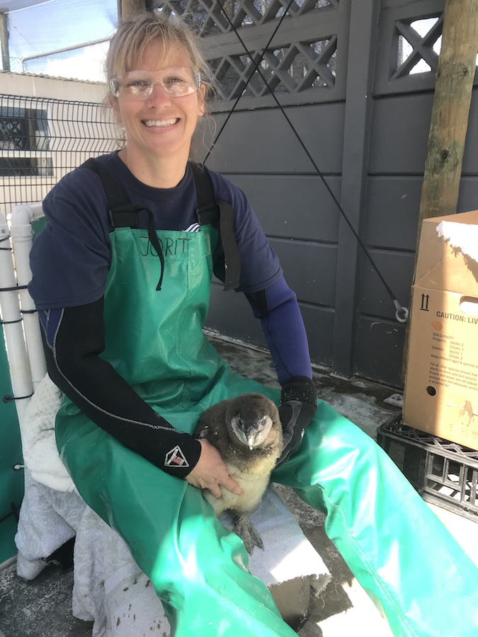 Aviculturist Sara Mandel with a penguin chick at the Southern African Foundation for the Conservation of Coastal Birds