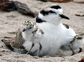 Western Snowy Plover and Chick