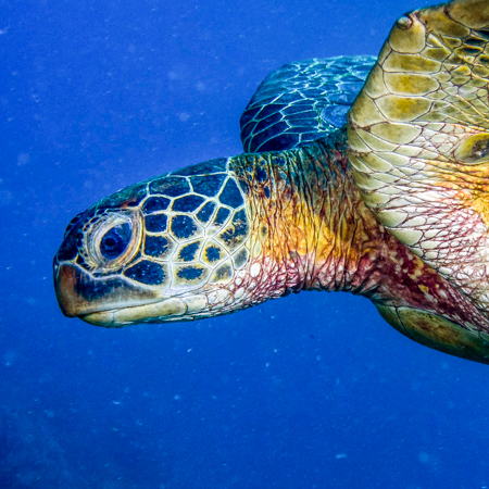 Green Sea Turtle Profile Head