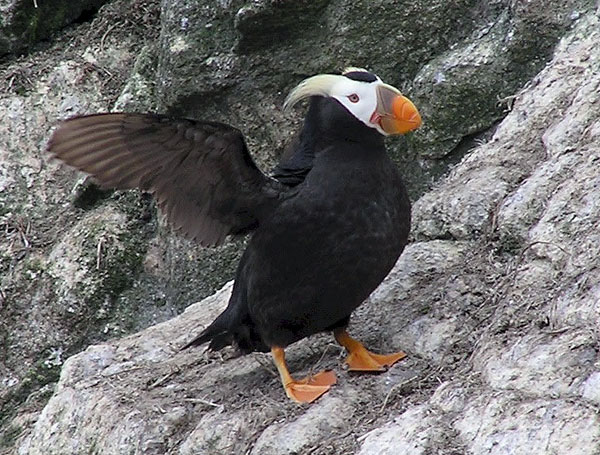Tufted Puffin on Rocks