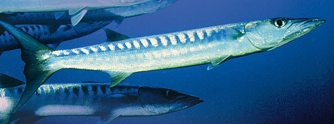 California barracuda are found in the Blue Cavern exhibit