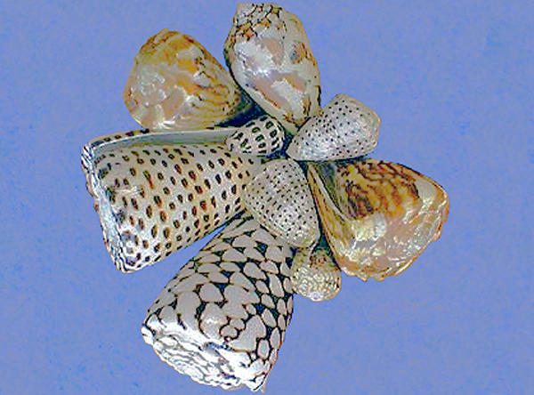 Cone snails on blue background