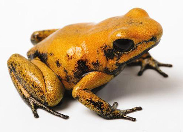 Although all poison dart frogs are venomous, only three have poison that 