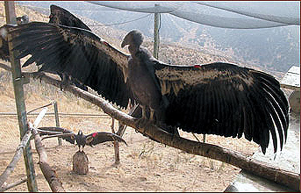 Juvenile California Condor