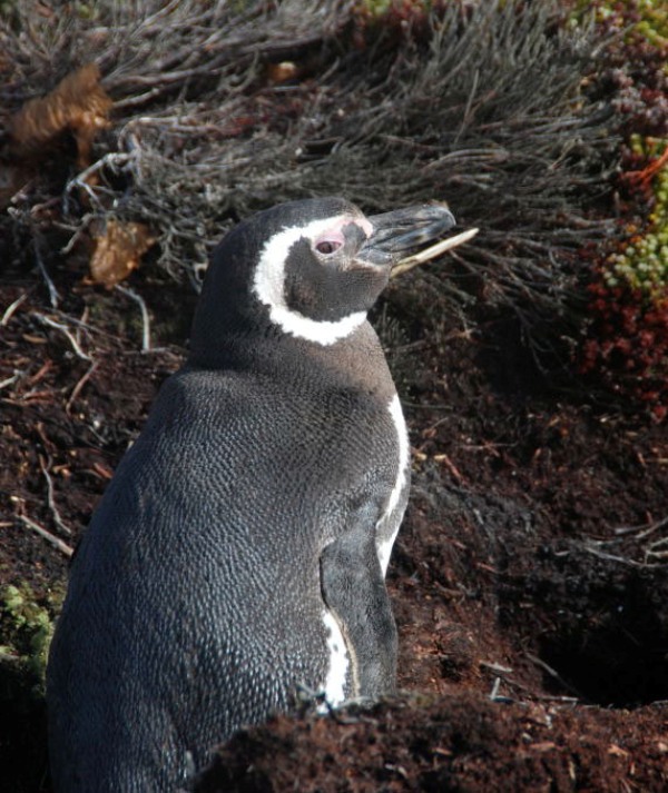 Magellanic Penguin in the Wild
