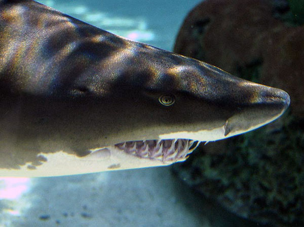 http://www.aquariumofpacific.org/images/olc/sand_tiger600.jpg