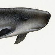 Pygmy Sperm Whale Illustration Detail