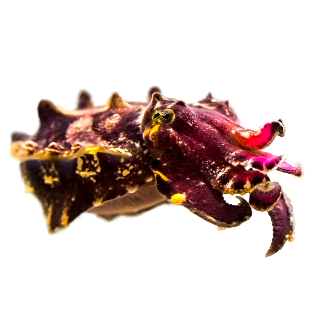 Purple and yellow flamboyant cuttlefish