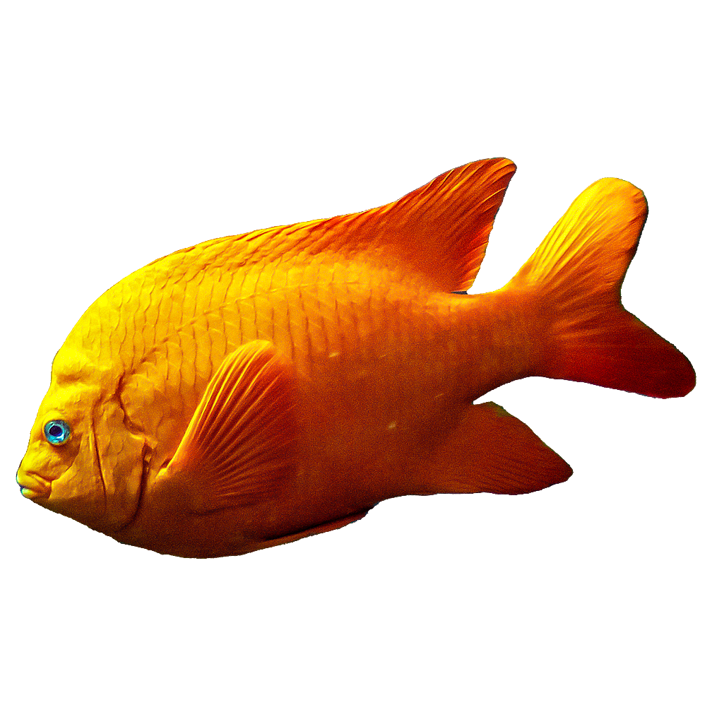 Sideview of orange Garibaldi fish