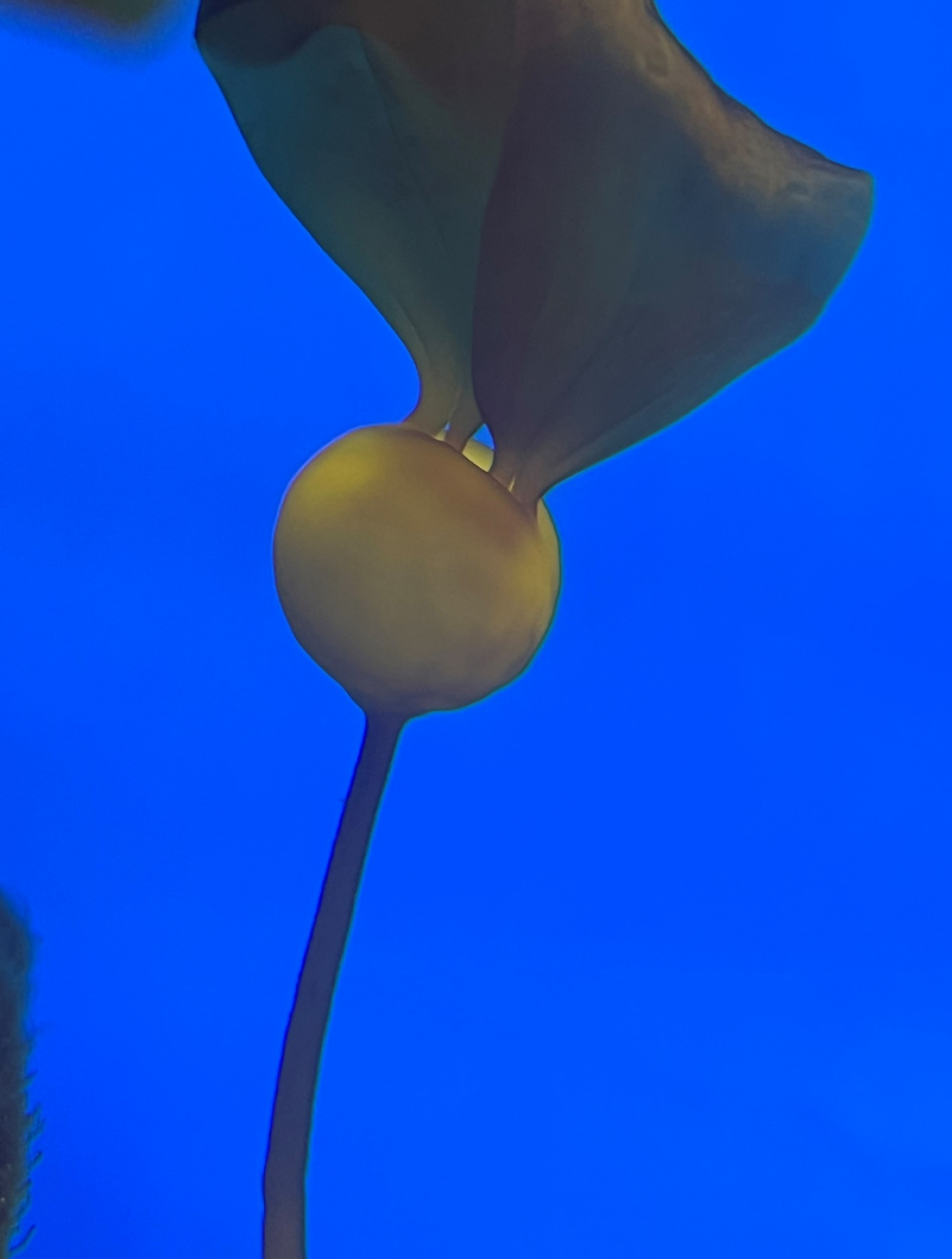 Ball shaped kelp frond in front of blue background.