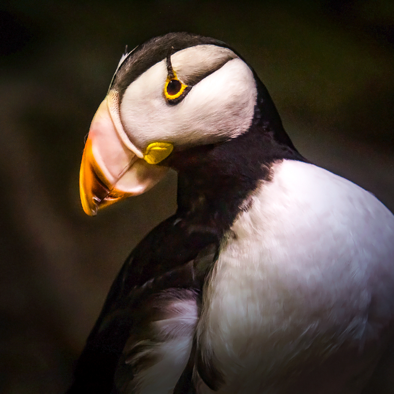Horned puffin side view