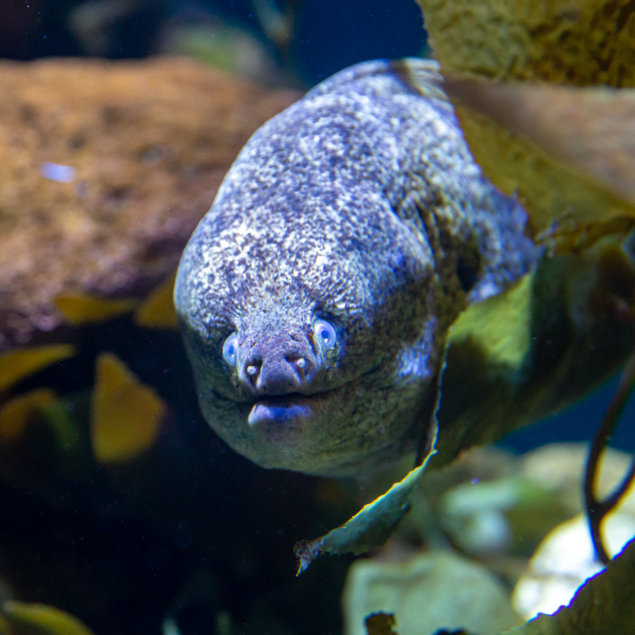 Moray eel looking straight into the direction of the camera