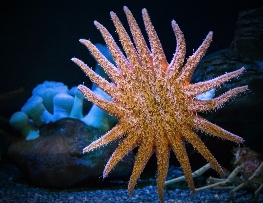 A Sunflower Sea Star with its 18 limbs extended out.