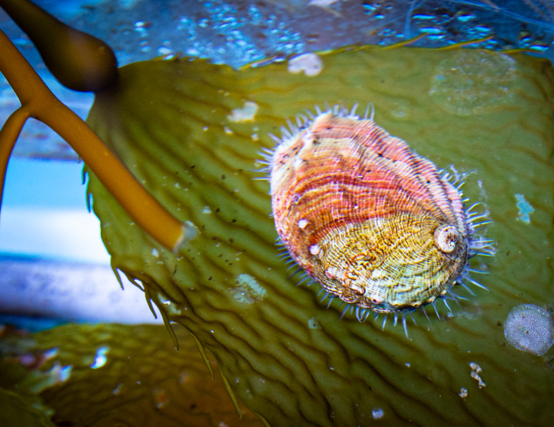 White abalone resting on kelp.