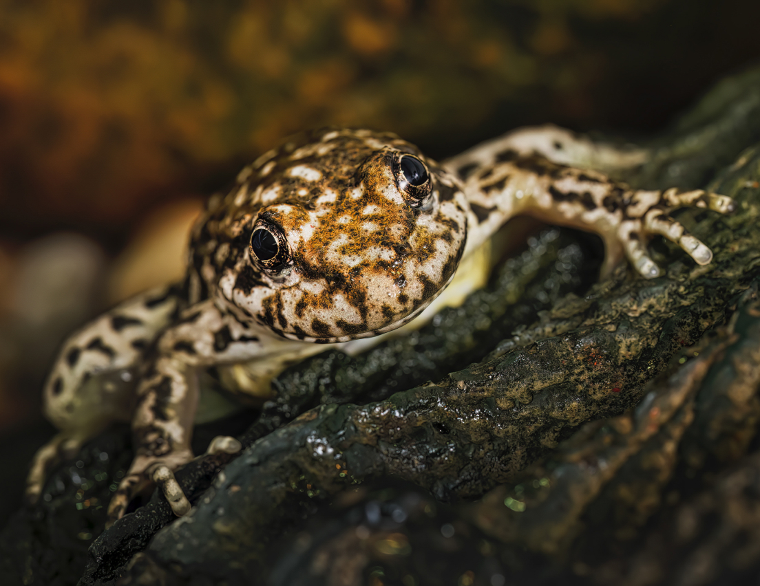 A close up of a mountain yellow-legged frog.