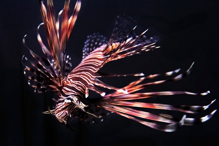 Lionfish outstretched