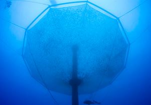Submersible aquaculture cages