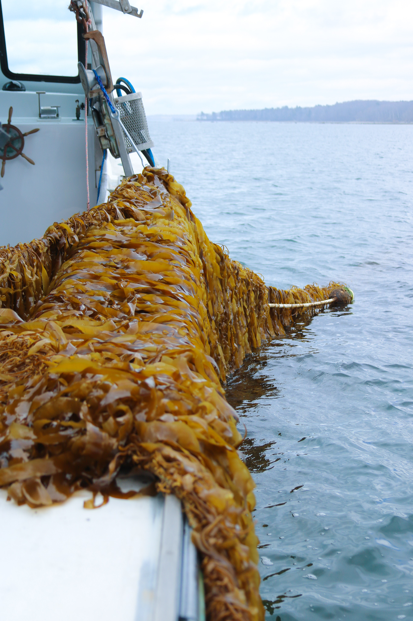 Boat with long line of out-planted kelp being pulled in from the ocean.