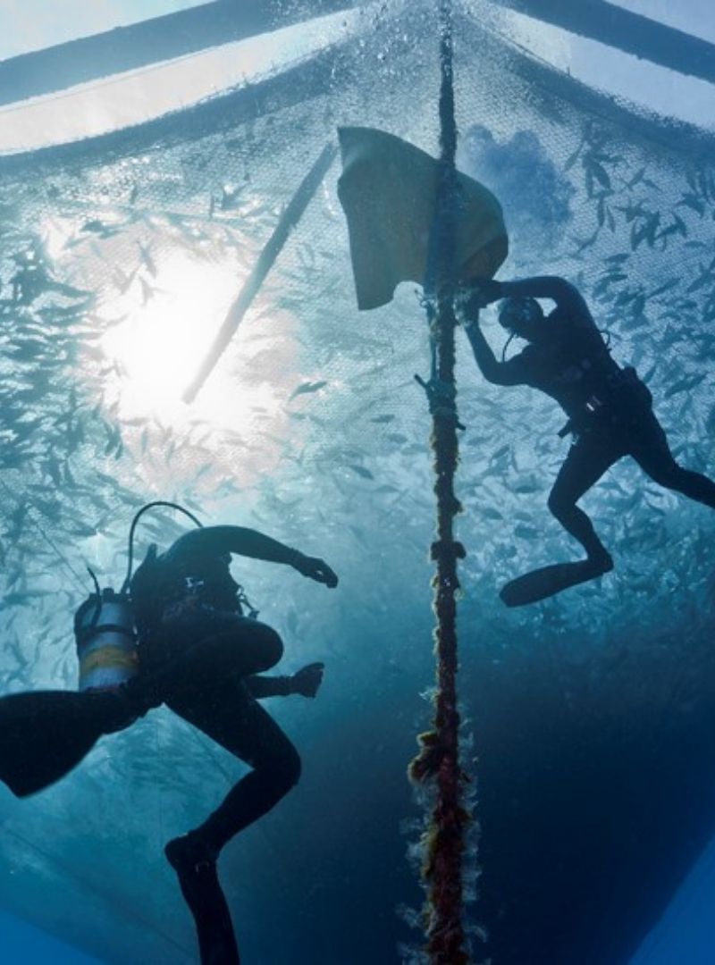Divers inspect the outside of a finfish net pen under water.