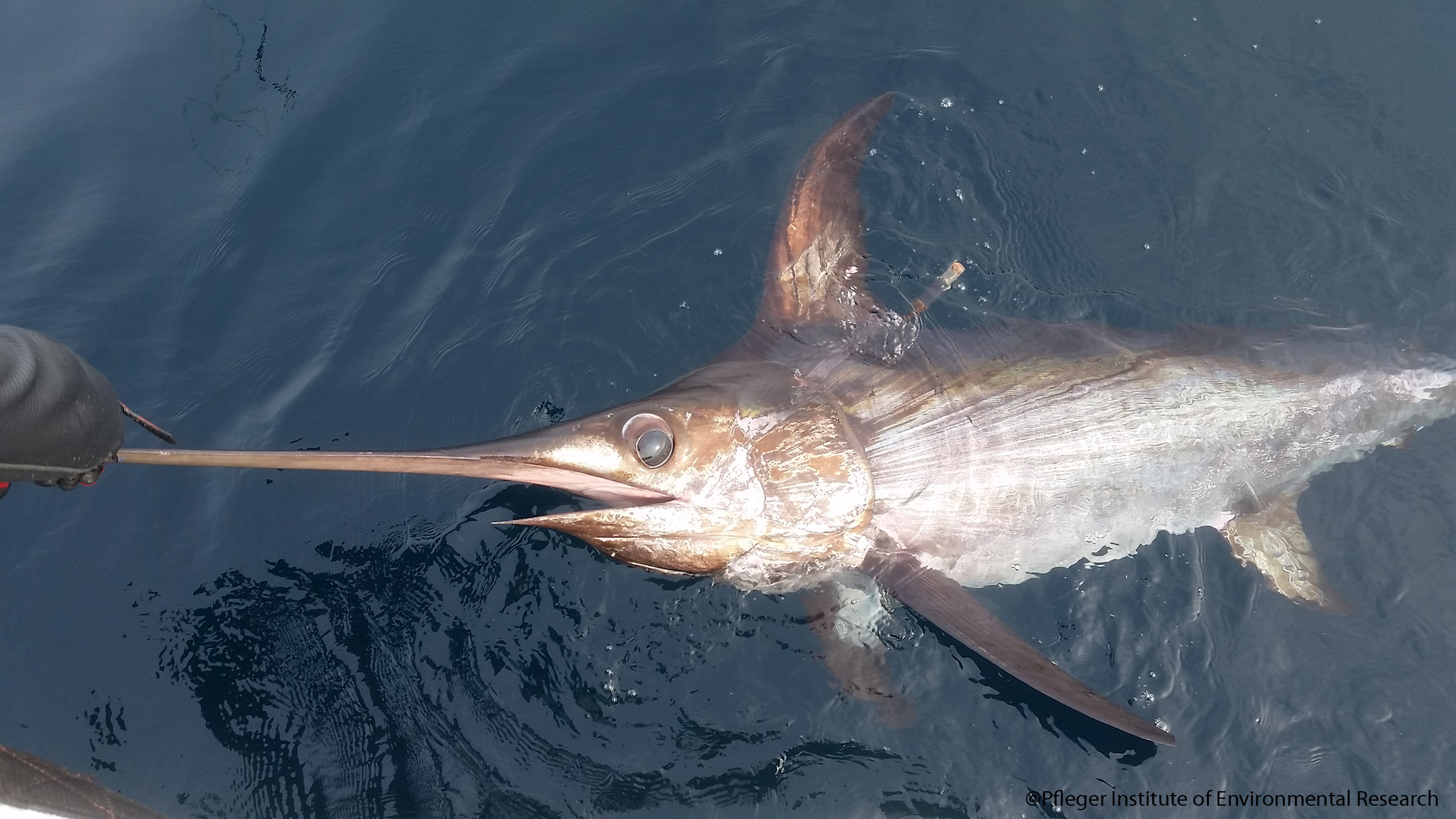 Swordfish at the surface