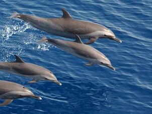 Pod of dolphins jump out of the water.