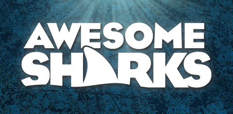 Shark Summer Shark Summer