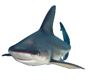 Sandbar Shark