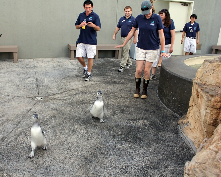 March of the Penguin Chicks