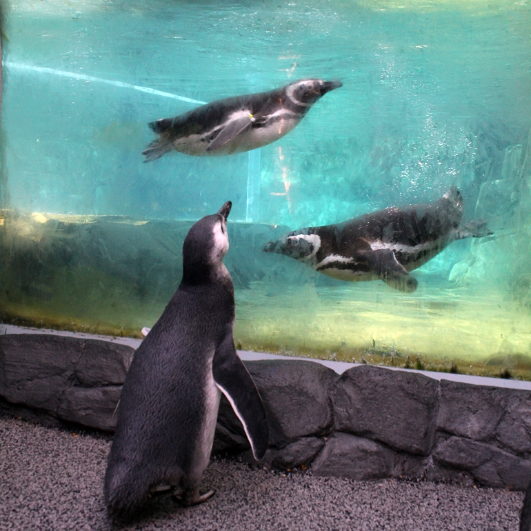 March of the Penguin Chicks