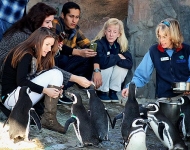 Animal Encounter: Penguin