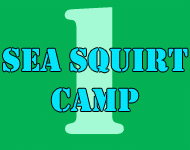 Sea Squirt Camp 1
