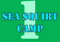Sea Squirt Camp 1