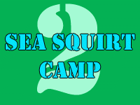 Sea Squirt Camp 2