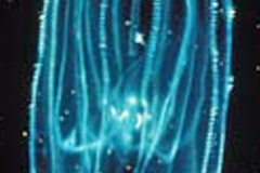 Comb Jelly