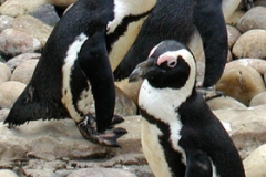 African Penguin