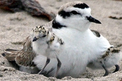Western Snowy Plover