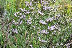 Sea Lavender