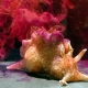 California Brown Sea Hare