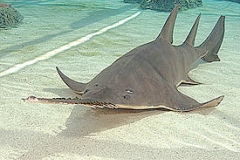 Freshwater Sawfish