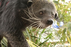 Binturong