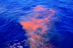 Blue Whale