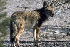 Coyote