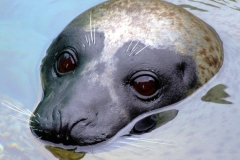 Harbor Seal