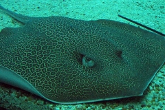 Reticulate Whipray