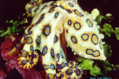 Greater Blue-ringed Octopus