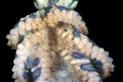 Greater Blue-ringed Octopus
