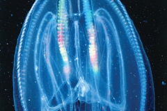 Comb Jelly