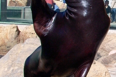 California Sea Lion